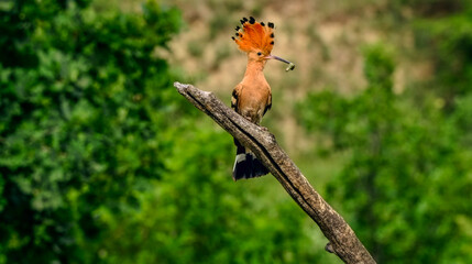 Eurasian hoopoe with a distinctive crest perched on a branch. High-quality wildlife photography with lush green background and sharp details. Ideal for nature lovers and digital prints © AHMED BADAWY