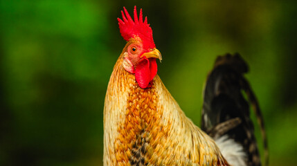 Vibrant rooster portrait with a bright red comb. High-quality farm photography with a lush green bokeh background. Perfect for rustic decor and digital art © AHMED BADAWY