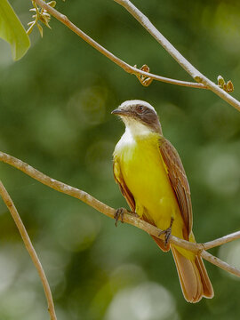 Yellow tropical flycatcher perched on branch