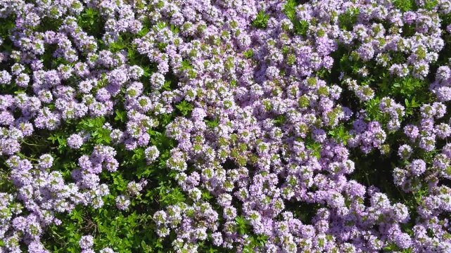 Blooming thyme (Thymus serpyllum) with many bees and insects collecting nectar, pollination in summer meadow video