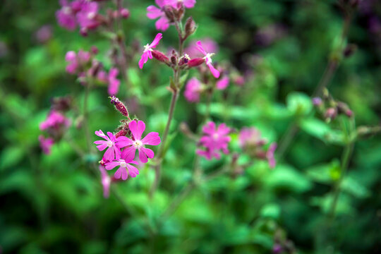 Small pink silene dioica flowers blooming in the field.