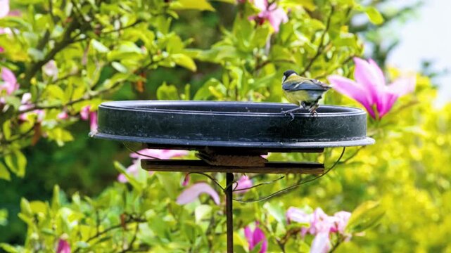 tits in the garden in the May sun