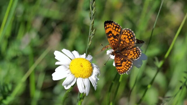Close-up of  butterfly Melitaea feeds on the flower of flower chamomilla 