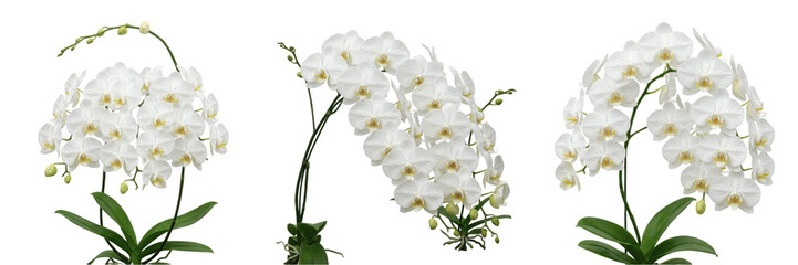 Set and collection of white orchid flower branch isolated on white background © midshots