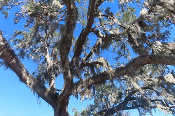 Fototapeta premium Old growth tree with spanish moss on blue sky background in Florida nature
