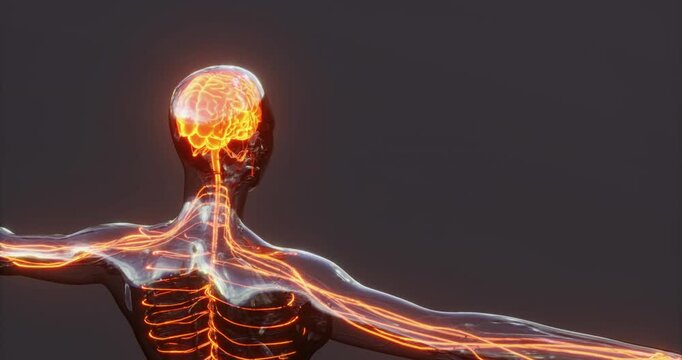 This visual representation showcases brain anatomy with glowing neural pathways highlighting the intricate connections throughout the body. It emphasizes the brains role in overall function.