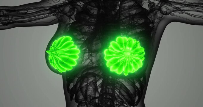 This visual showcases the intricate structure of the human mammary glands, highlighting their function and biological significance in the human body.