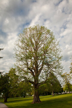 A Tall Tree in an Open Field