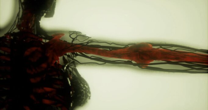 The visual presents a close up view of human bones and intricate anatomical details, highlighting the skeletal and vascular systems against a light background.