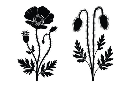 Black silhouette of poppy flowers and buds vector illustration with silhouette