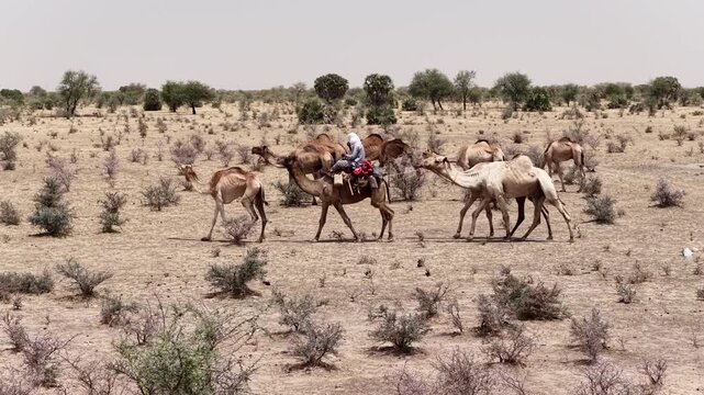 Drone view of camel herd crossing dry Sahel land, April 25, 2026, Chad, N Djamena