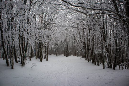 Una passeggiata sul monte Falco innevato, provincia di Forl&igrave;-Cesena, Emilia-Romagna.