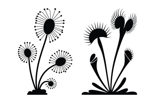 Black silhouette illustrations of carnivorous sundew and venus flytrap plants