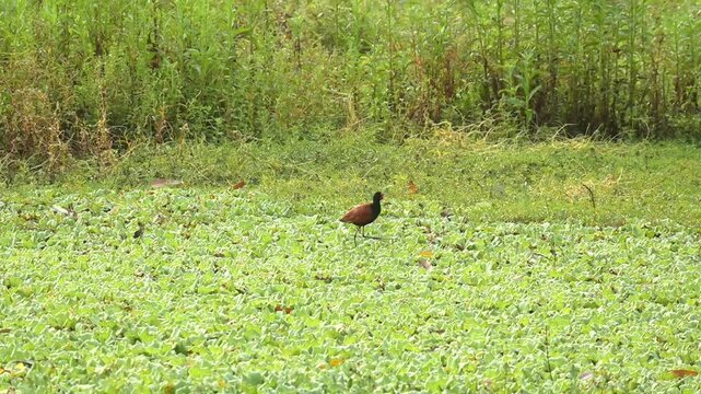 Jacana (Jacana jacana), a jacana (Jacana jacana) on a tranquil lake at sunrise in Brazil, 4k slow motion video.