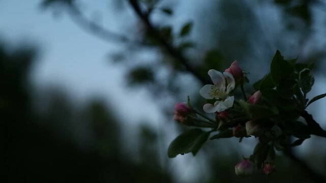 Apple tree blossoms with green small leaves in the spring blue evening sunset sky background in sunny day. Closeup nature flora portrait