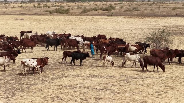 Drone view of sacrificial cattle moving across grazing land, April 25, 2026, Chad, N Djamena