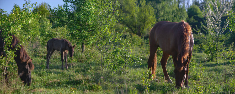 Wild horses grazing. A herd of horses grazing. A herd of horses has reclaimed the virgin lands of the reserve. Panorama. Animals in the wild.
