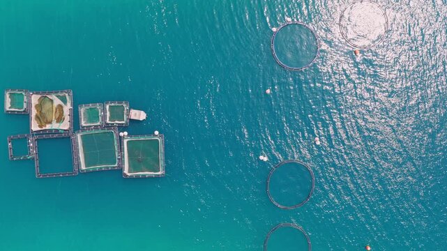 Serene aerial perspective of an industrial fish farm with floating square and circular cages on the calm, turquoise sea surface, highlighting commercial seafood production and sustainability