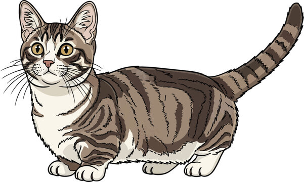 Munchkin Cat standing alert attentive tail raised vector illustration