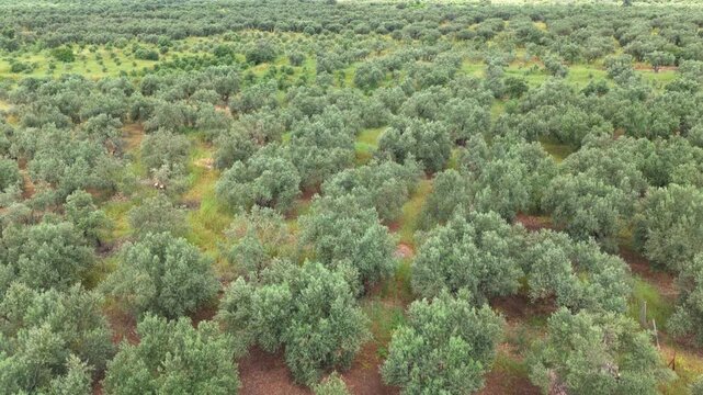 Expansive olive grove stretching across the landscape, showcasing rows of cultivated trees. Beautiful aerial perspective revealing the texture and pattern of the agricultural field from above