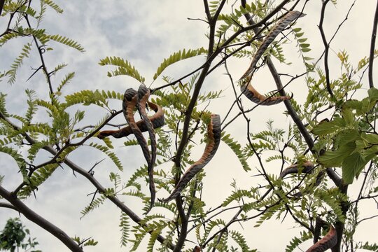 Honey locust Gleditsia triacanthos tree branches with green pinnate leaves large sharp thorns and long twisted brown seed pods hanging against a cloudy sky background from a low angle view area