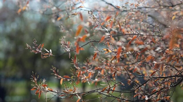 Delicate tree branches with tiny green buds and unfolding leaves against soft sunlight in the city, spring season awakening nature, trees in gardens growing out fresh foliage under warm sunlight.