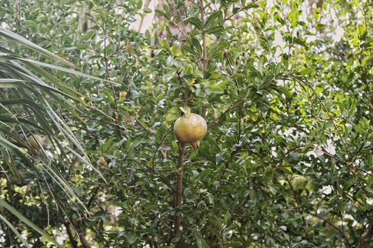 Unripe green pomegranate fruit Punica granatum hanging on a branch of a lush shrub with dense small green leaves in a garden or plantation during daytime with palm leaves on the left area zone