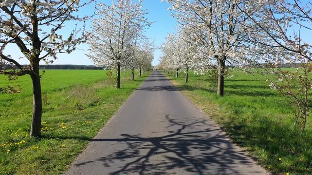 forward moving along a small road under a blossom Cherry tree avenue during spring - Countryside - 4k video footagecx