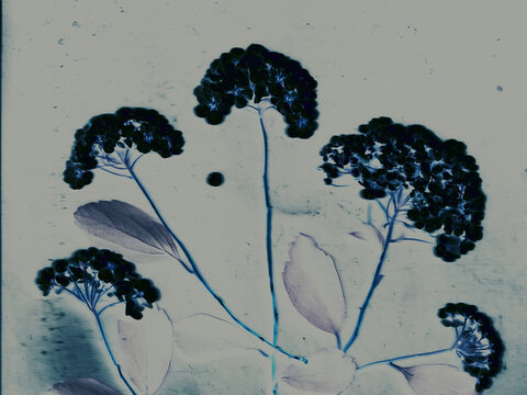 Abstract botanical scanography of hydrangea flowers. Moody fine art floral silhouette with inverted colors, blue undertones, vintage film texture.