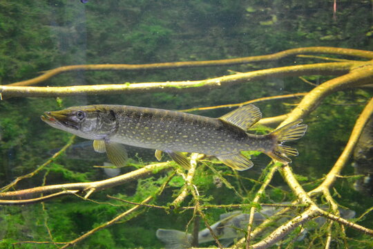 Shchuka, or common pike, lat. Esox lucius swims in a pond. Predatory fish hunting in a reservoir. 