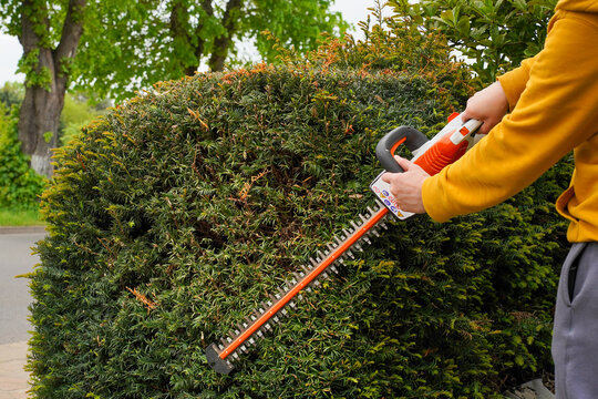 Battery powered hedge trimmer shaping evergreen yew hedge in garden during seasonal outdoor maintenance. Close view of precision landscaping work for home improvement and professional gardening use