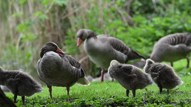 G&auml;nse mit K&uuml;ken rasten auf einer Wiese am See