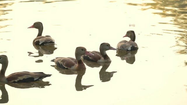 Ducks, beautiful ducks swimming in a lovely calm lake at sunrise in Brazil, 4k. Slow motion video.