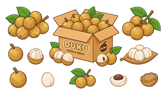 Fresh Duku Fruit in Cardboard Box and Various Harvest Element Vector Set
