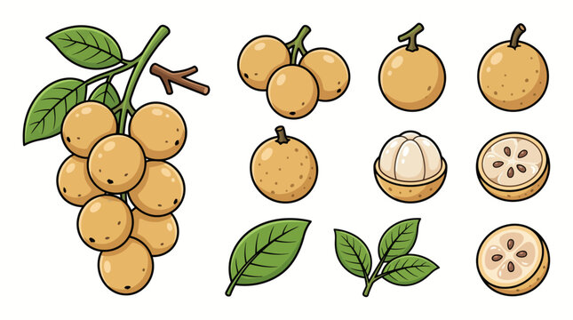 Fresh Lansium Parasiticum or Duku Fruit Collection in Flat Cartoon Vector Style