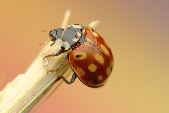 ladybug insect on a stick