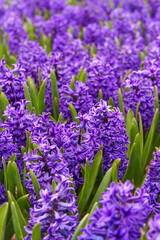 Obraz premium Dense field of blooming purple hyacinths, Hyacinthus orientalis flowers with green leaves in spring garden, vibrant floral background with selective focus. Gardening, plant breeding, spring flowers