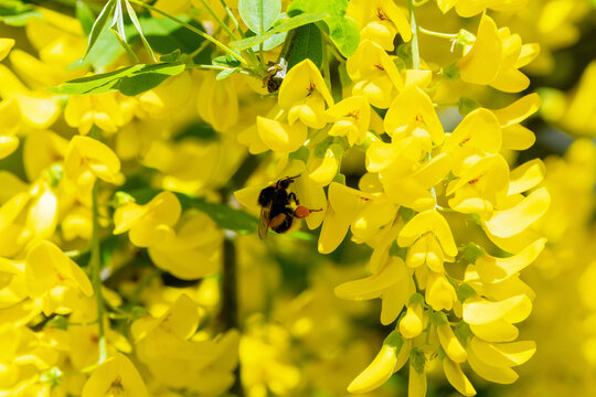 Bee feeds on yellow Laburnum flower blooming in Spring. Tree also known as "Golden chain" or "Golden rain" with long racemes. Dublin, Ireland