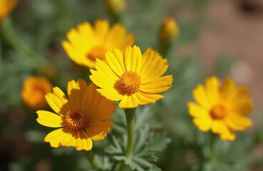 Obraz premium Several bright yellow desert marigold flowers bloom on green stems with leaves. The sun shines on the petals creating shadows. Buds are visible in background.