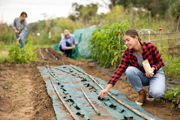 Obraz premium During gardening, girl owner of plantation, participates in planting plants. Woman takes small plant seeds out of paper bag and puts them in plastic bed, puts seeds in holes of covering material