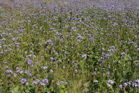 Phacelia Bienenfreund