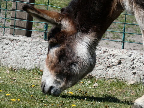 grey donkey on green background, big ears, nature photography, animal photo, green background. High quality photo