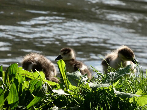 Egypt Nile goose couple with goslings at pond High quality photo