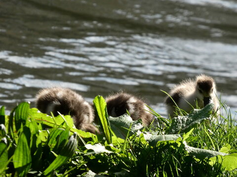 Egypt Nile goose couple with goslings at pond High quality photo