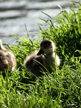 Egypt Nile goose couple with goslings at pond High quality photo