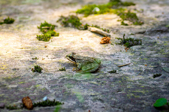 European Common Frog Resting on Mossy Forest Floor