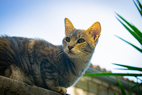 Curious Domestic Cat Looking Up Against Bright Sky