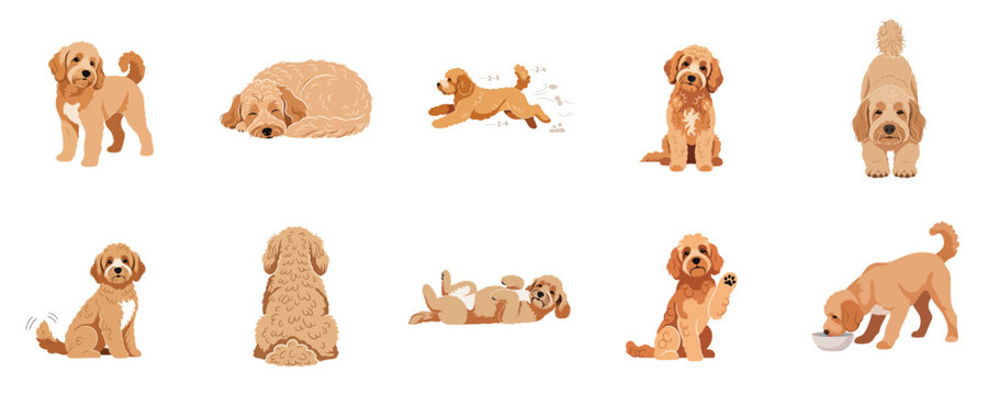 Playful Goldendoodle Dog Pose Pack Flat Design Cute Pet Vector Collection