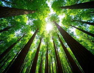 Obraz premium Looking up at tall trees in a lush green forest with sun rays shining through the canopy. Natural woodland scene with vibrant foliage and textured bark trunks.