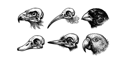 Naklejka premium six black and white illustrations of bird skulls with different beak shapes and feather details 